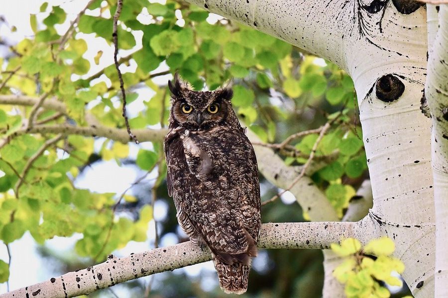 Great Horned Owl (52337849249).jpg by Larry Lamsa is licensed under CC BY 2.0.